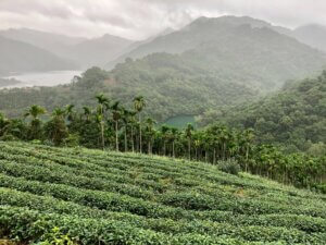 Bagua Tea Plantations