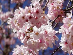 Yangmingshan National Park Cherry Blossom