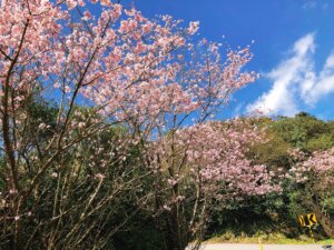 Yangmingshan National Park Cherry Blossom