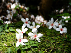Tung Blossom
