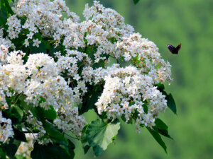 Tung Blossom