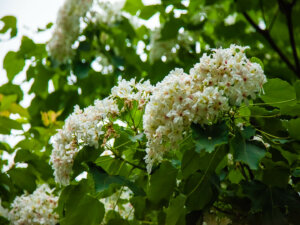 Tung Blossom