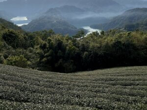 Bagua Tea Plantation