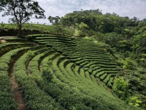 Bagua Tea Plantation