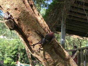 Doris Forest Leisure Farm