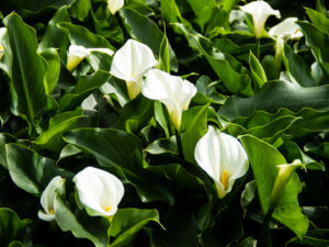 Yangmingshan Calla Lily Season