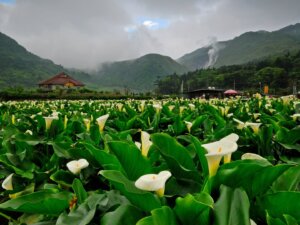 Yangmingshan Calla Lily Season
