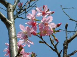 Yangmingshan Cherry Blossom Season