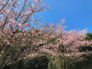 Yangmingshan Cherry Blossom Season