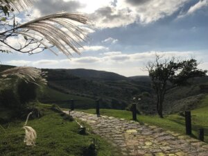 Yangmingshan Chinese Silver Grass Season