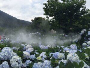 Yangmingshan Hydrangea Season