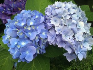 Yangmingshan Hydrangea Season