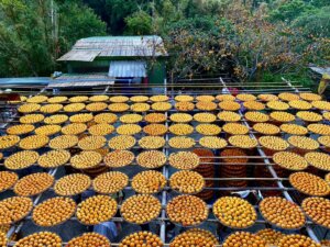 Persimmon Air-drying in Hsinchu
