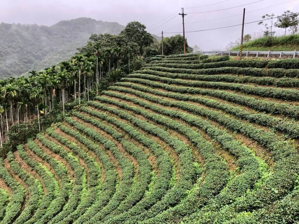 Bagua Tea Plantation