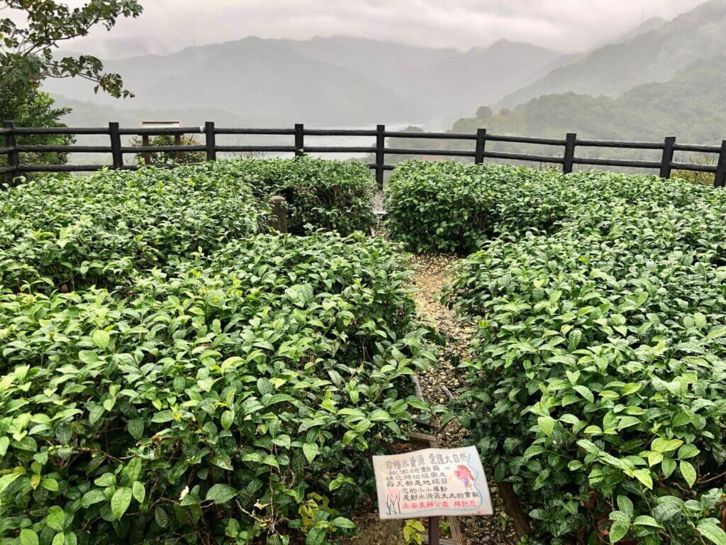 Bagua Tea Plantation